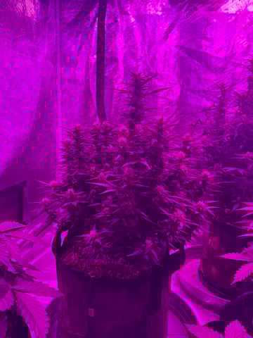 First Auto — flower, day 61