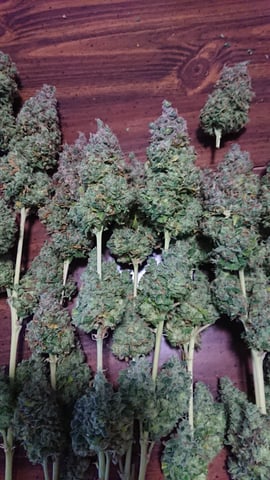 Closet grow  — harvest, day 111