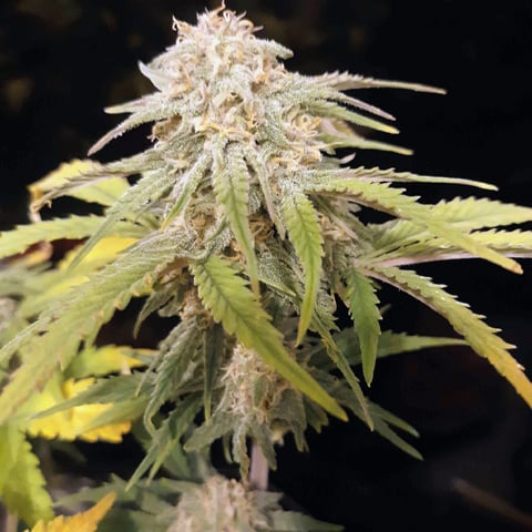 Homemade Seeds 