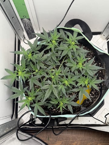Indoor & Outdoor Grow 6 — flower, day 38