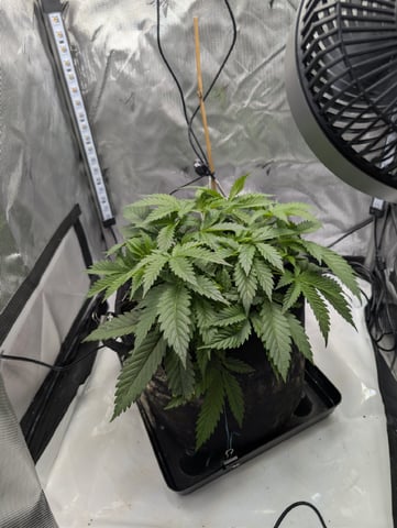 Cinderella 99 — vegetative, day 37