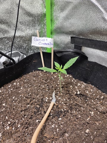 Genius Juice x Cinderella 99 Feminized