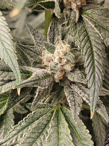 #3 — flower, day 80