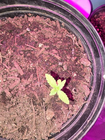 new start — seedling_rooting, day 11