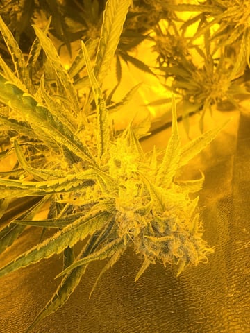 3rd Auto Grow — flower, day 91