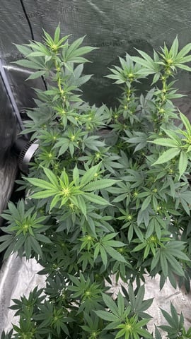 White Runtz (Barney’s Farm) — flower, day 96
