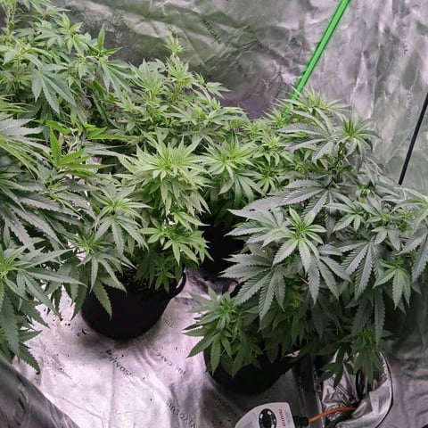 run #3 — vegetative, day 6