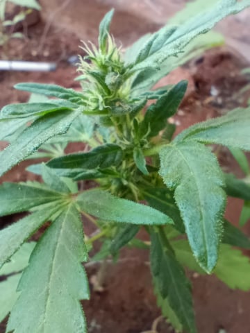 White Widow/Gorilla Glue — vegetative, day 46