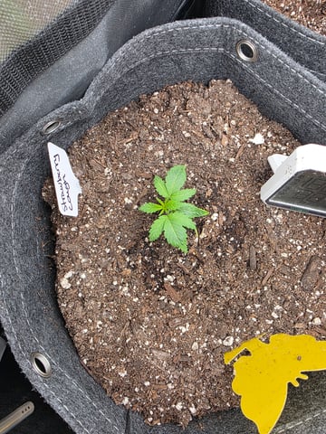 My Second Indoor — grow_setup, day 1