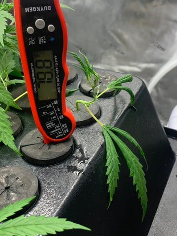 Six  — vegetative, day 43