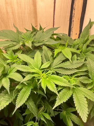  strawberry cough  — vegetative, day 65