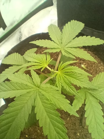 1st tent grow — vegetative, day 21