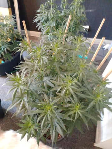 mr — flower, day 62