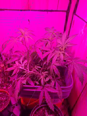 critical Mass  — vegetative, day 44