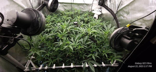 Found my Females... Game On! — flower, day 143