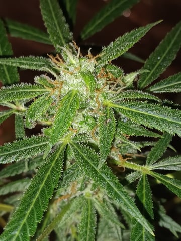 aurora auto — flower, day 77