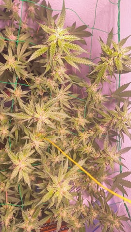 pineapple Express  — none, day 20