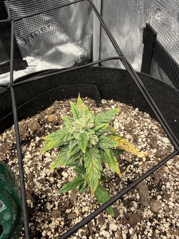 Gorilla Cookies — 1st Grow — flower, day 63