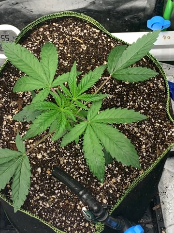 Six  — vegetative, day 29