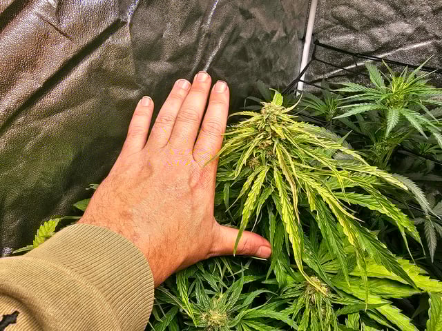 Cheshablue  — flower, day 29