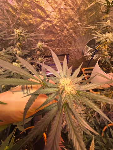 fruitstripe-x-breathworks VS Tropical cherry vs kush cake. vs og haze — flower, day 87