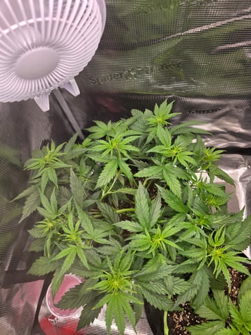 blue dream auto — vegetative, day 32