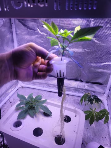 Making Crosses  — vegetative, day 48