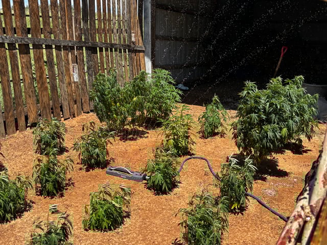 Outdoor Grow — vegetative, day 109