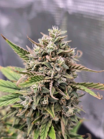 blue dream auto — flower, day 68