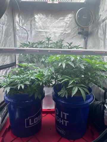 Grow#2 — vegetative, day 37