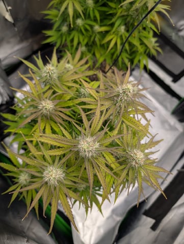 Titan F1 grow  — flower, day 59