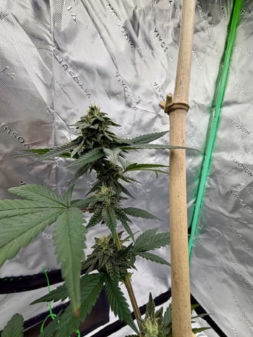 Bluntz Grow — flower, day 39
