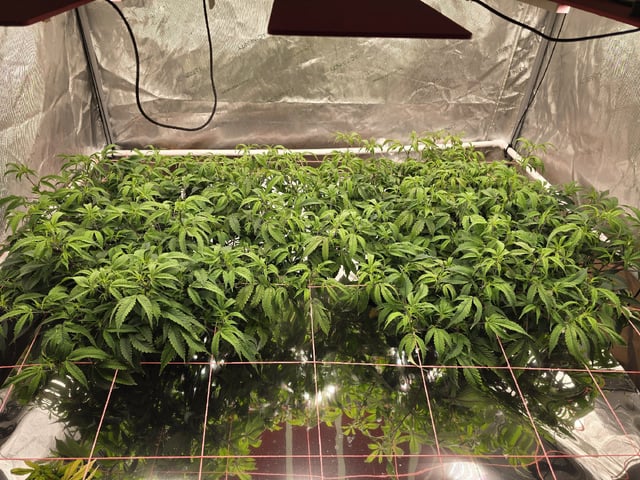 Dante's Inferno Rerun — vegetative, day 83