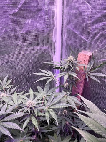 Auto variety  — flower, day 67