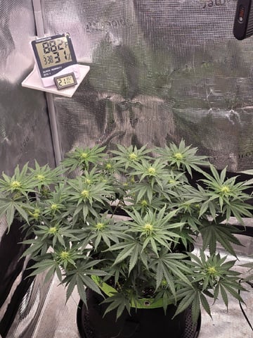  1 Blue Zushi x Venom & 1 Jack Here x Strawberry Cookies OG — flower, day 59