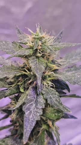 Amnesia Haze Run — flower, day 74