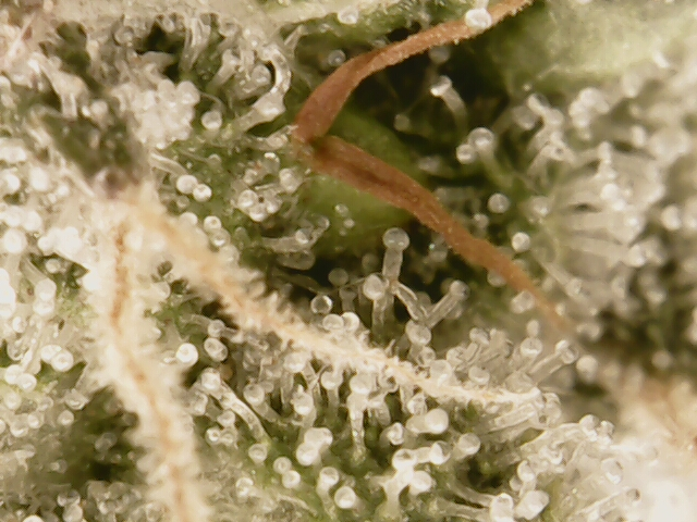 3rd run, 8 plant mom hunt - indoor top fed DTW with rockwool — flower, day 152