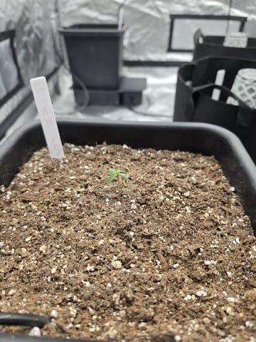 Autoflower 5x5 — seedling_rooting, day 8