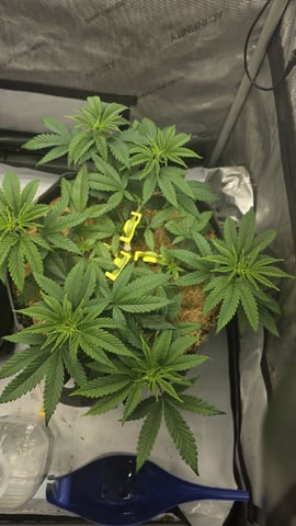 Strawberry Sugar  — vegetative, day 43