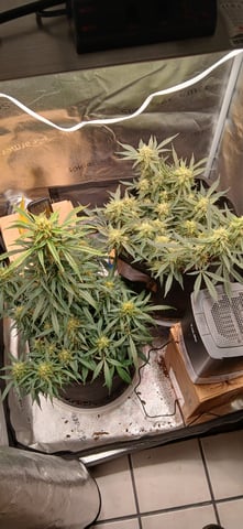 tzar cheese — flower, day 25