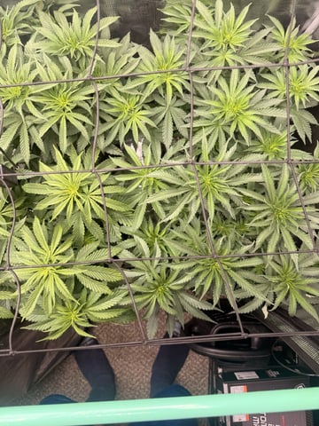 Goofy’s Grow  — vegetative, day 55