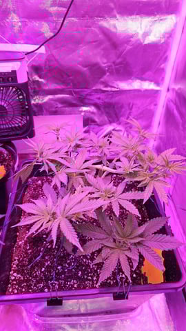 first grow adventure  — vegetative, day 48