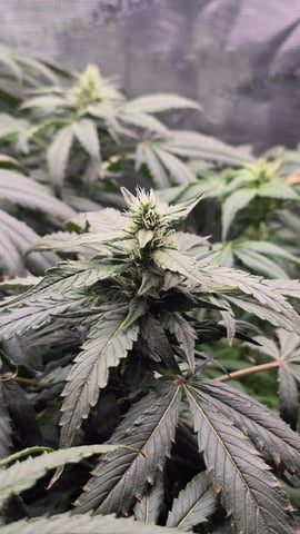 Purple Haze — flower, day 58