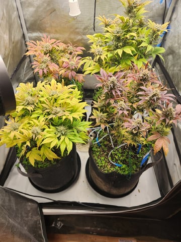 Mephisto's Flava Flav (Grape Crush x Guava Fig) — flower, day 81