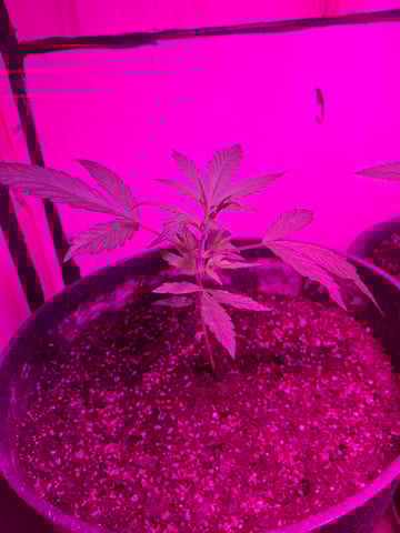 Banana  — vegetative, day 32