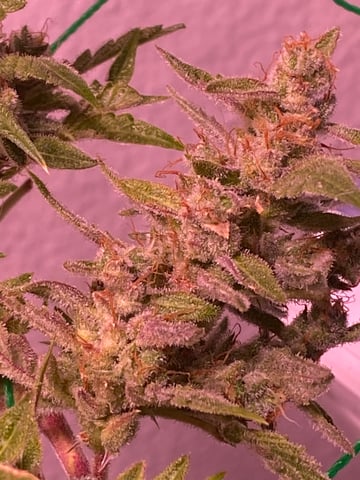 pineapple Express  — flower, day 41