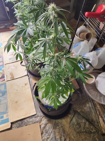 Another round of Mephisto Genetics from Schoolyard Crush and Do-si-delirium drops. — flower, day 36