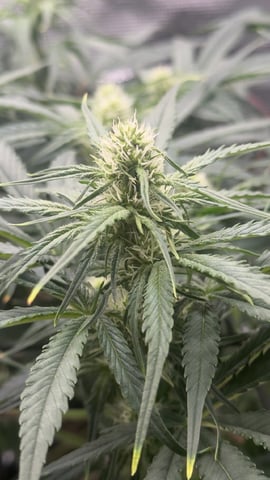 Papaya Cookies Autos  — auto, day 6