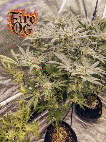 garage set up — flower, day 157