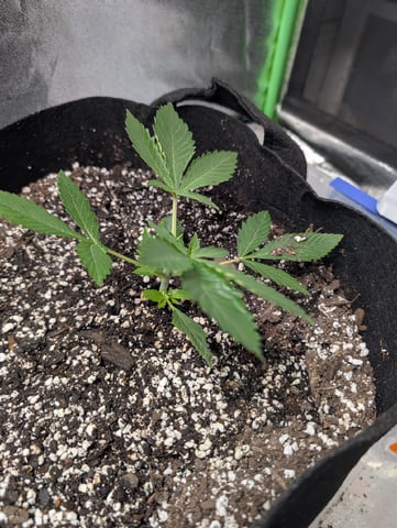 Early Girl — vegetative, day 4